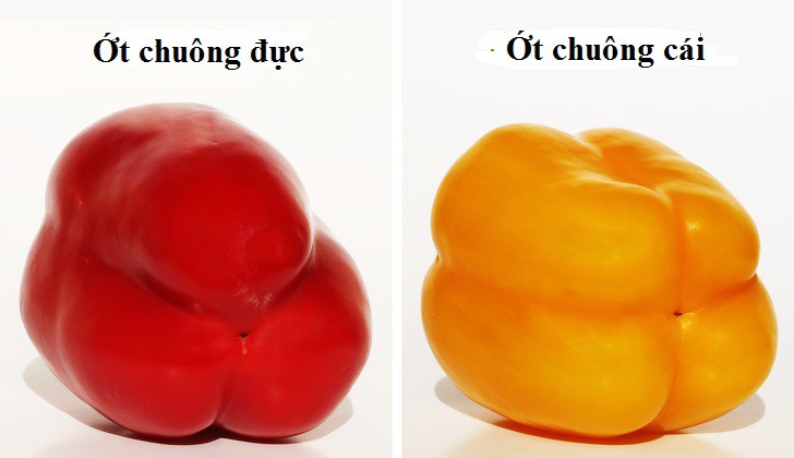 Ớt chuông đực và ớt chuông cái