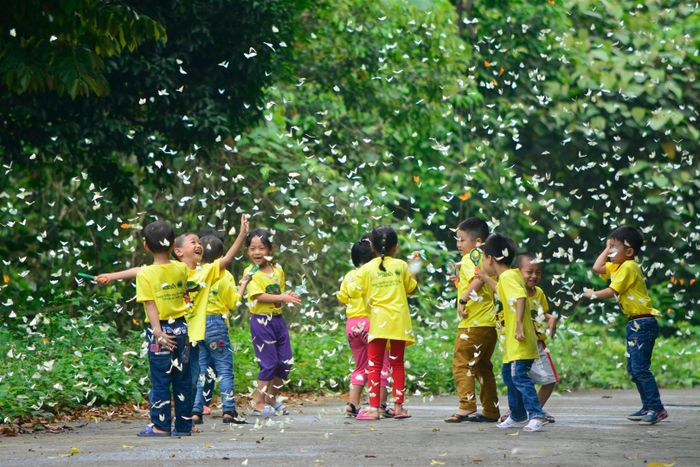 Khi "Độ rừng đang vào hội" ở Vườn quốc gia Cúc Phương, bên cạnh những hoạt động tham quan, trải nghiệm, du khách còn được chiêm ngưỡng hàng vạn cánh bướm dập dìu như dòng suối khắp nơi.