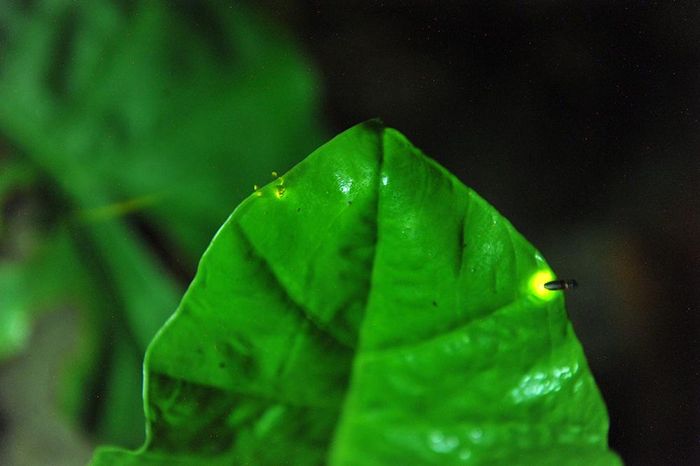 Thời gian ngắn ngủi của mùa đom đóm sẽ sớm qua đi, đừng bỏ lỡ cơ hội quý giá để tận hưởng trọn vẹn khoảnh khắc đặc biệt này tại khu rừng đẹp như tranh vẽ.