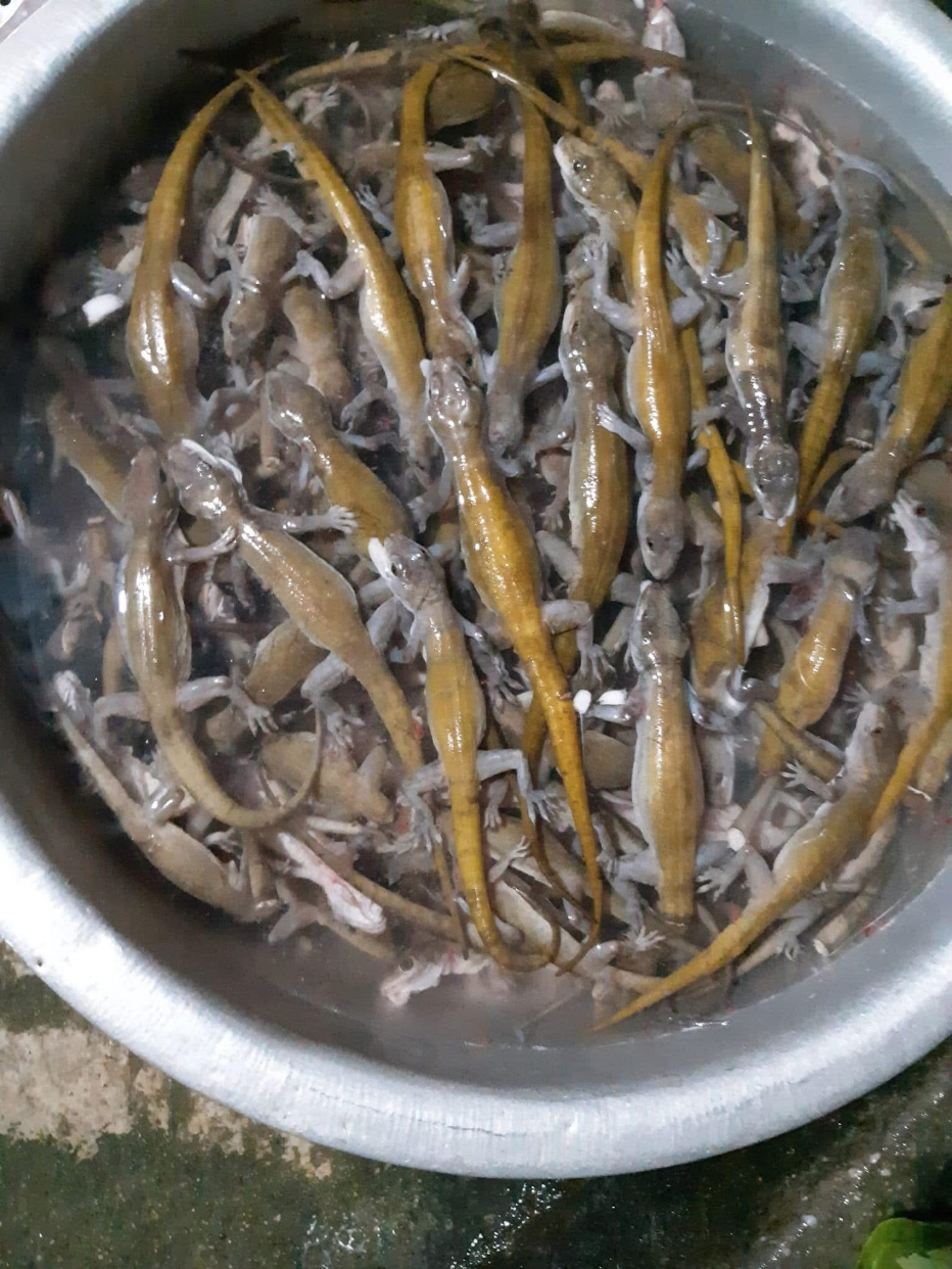 Thằn lằn núi Bà Đen
