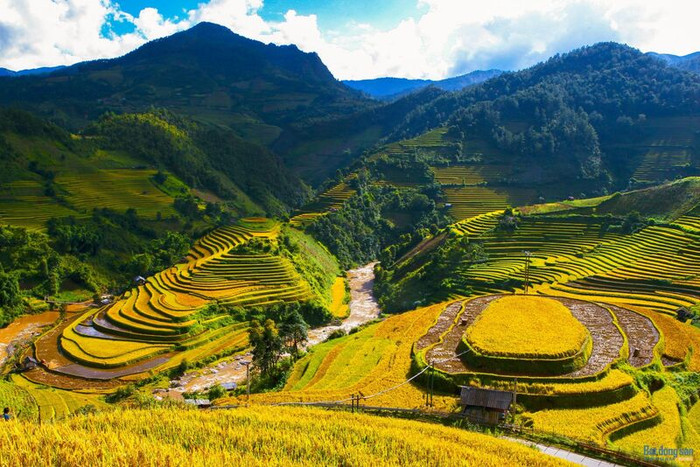 Đồi Mâm Xôi – Biểu tượng của mùa vàng. (Nguồn: ticotravel)