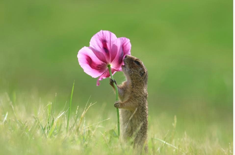Sóc đất và hoa