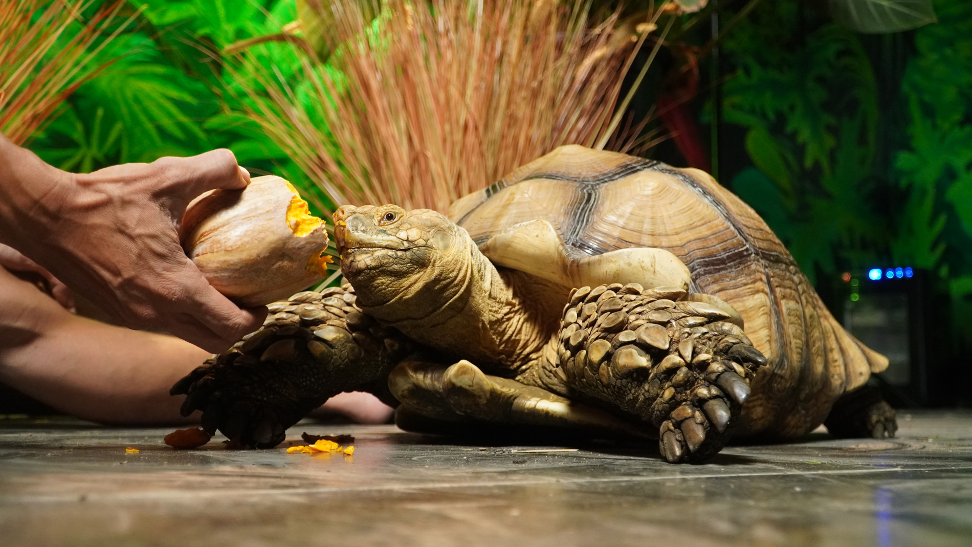 Rùa cạn Sulcata của anh Nghĩa