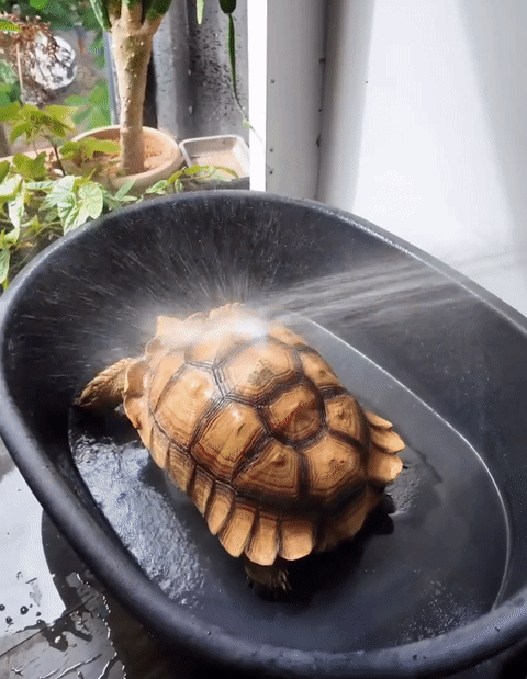 Tắm rửa cho rùa