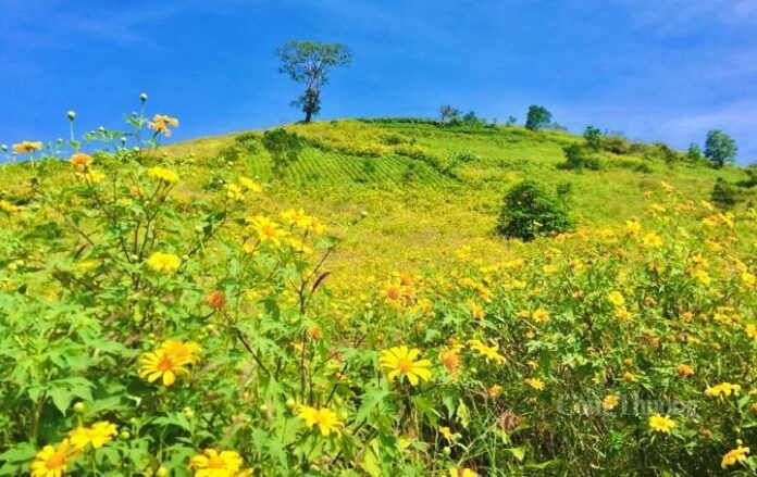 img6676-11131607 gia lai