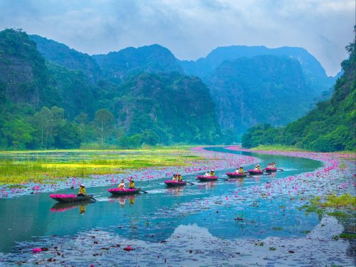 Dòng sông Ngô Đồng trong sắc tím hoa súng