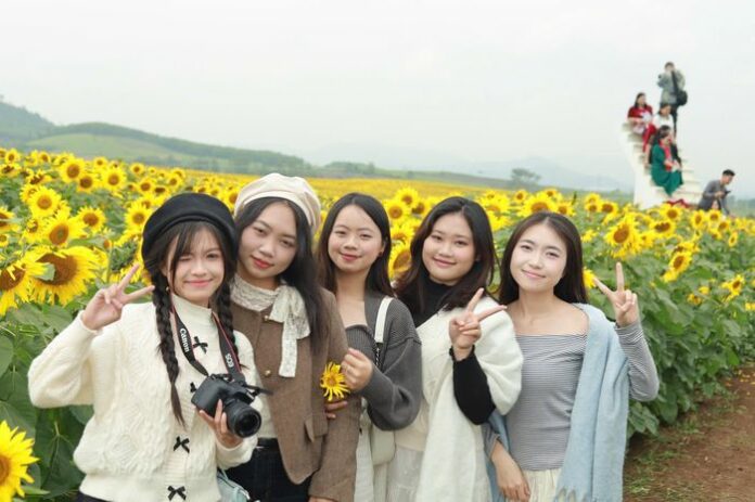 Nghệ An đón Tết Dương Lịch 2026: Countdown Hào Khí Sông Lam và sắc vàng hoa hướng dương