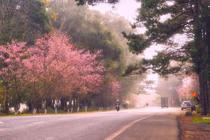 Hoa anh đào Măng Đen sắp khoe sắc trong mùa lễ hội chào năm mới 2026.