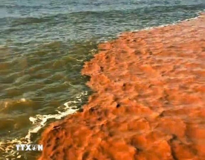 Nước Biển Hai Màu Cà Mau: Kỳ Thú, Giải Mã và Cảnh Báo