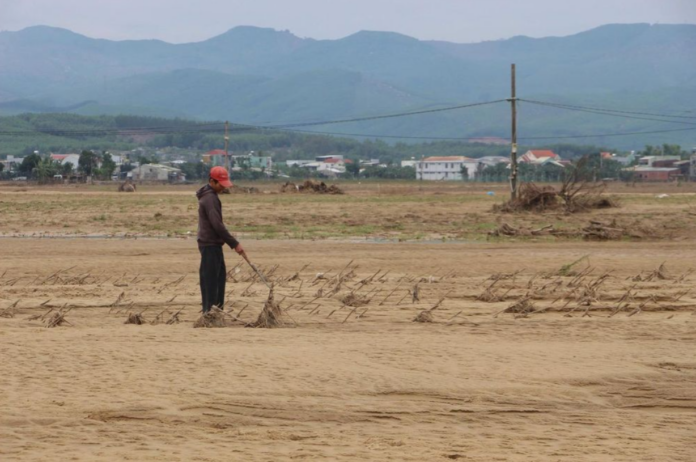 Đà Nẵng siết quản lý cát bồi lấp sau mưa lũ để bảo vệ sản xuất nông nghiệp