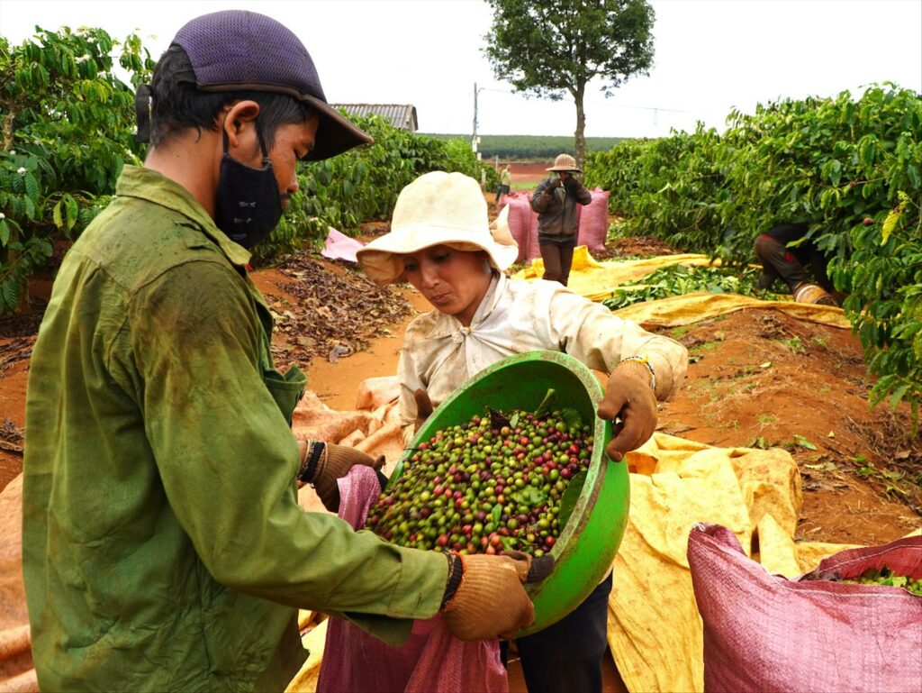 Giá Cà Phê Hôm Nay 29/12/2025: Phân Tích & Dự Báo Chi Tiết