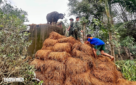 Đến ngày 25.11, con trâu được chủ tìm thấy và nhờ sự giúp đỡ của bộ đội nên đã mang trâu xuống đất an toàn