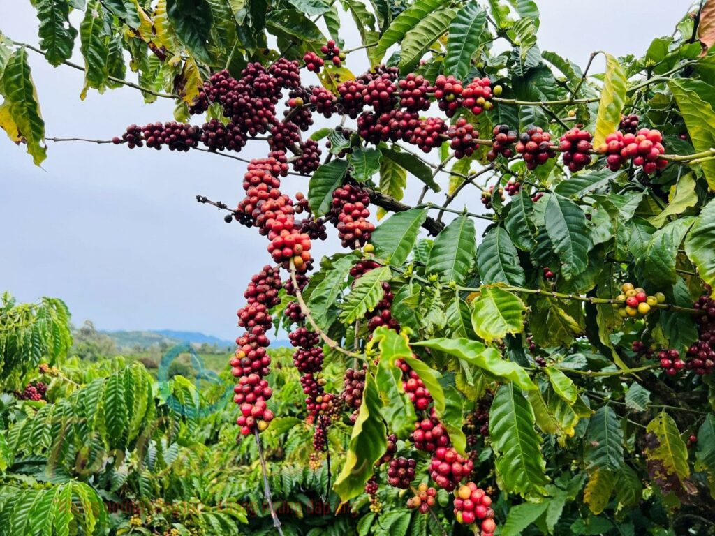 Giá Cà Phê Hôm Nay Ngày 27/12/2025: Cập Nhật & Phân Tích Thị Trường