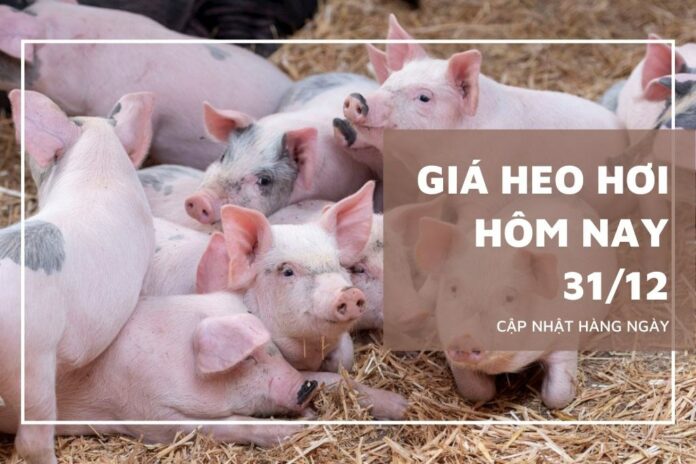 Giá Heo Hơi Hôm Nay (31/12/2025): Cập Nhật Chi Tiết và Phân Tích Thị Trường