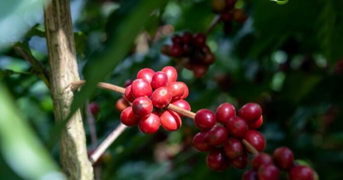 Giá Nông Sản Hôm Nay 8/1/2026: Cà Phê, Hồ Tiêu Cùng Nhảy Múa