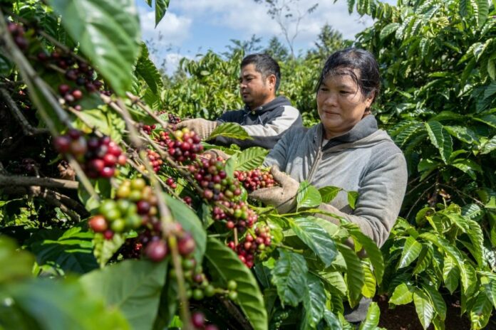 Giá Nông Sản Hôm Nay 29/1/2026: Cà Phê Nhích Lên, Hồ Tiêu Ổn Định