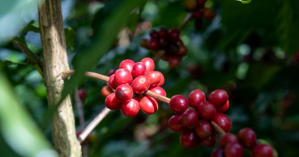 Giá Nông Sản Hôm Nay 8/1/2026: Cà Phê, Hồ Tiêu Cùng Nhảy Múa