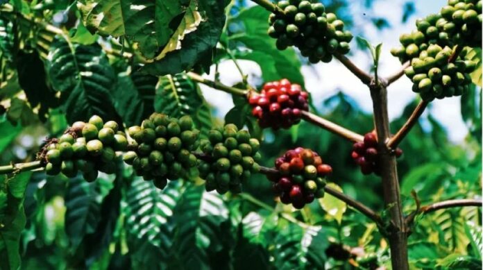 Giá Cà Phê, Hồ Tiêu Ngày 13/1/2026: Ổn Định Hay Biến Động?