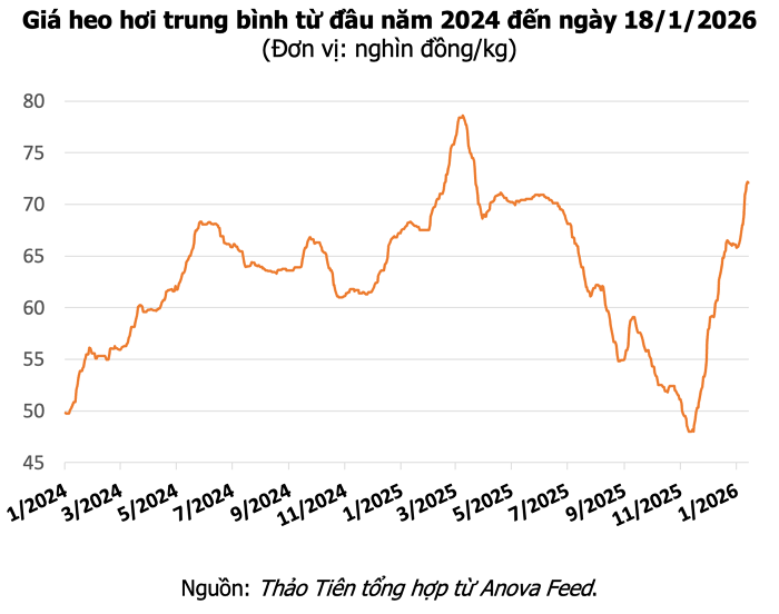 Giá heo hơi hôm nay