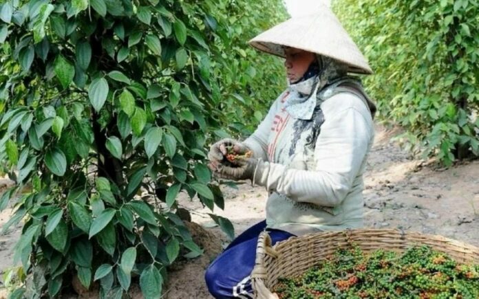 Giá Nông Sản Hôm Nay (19/1/2026): Cà Phê 