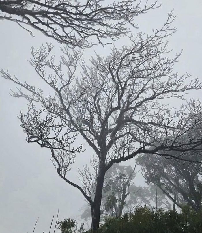 Càng về trưa, gió lạnh, trên cành cây khoác lên mình những làn băng trắng.