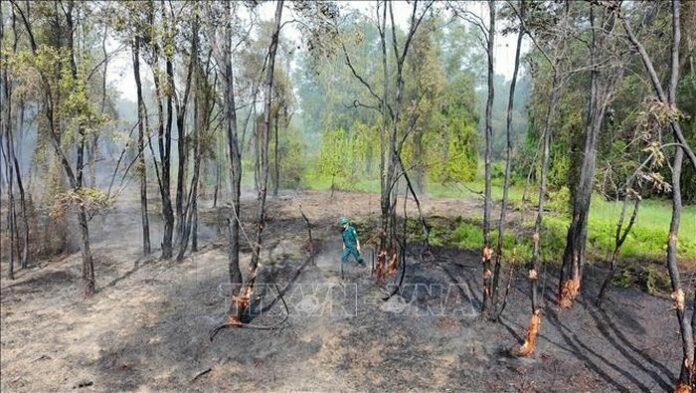 Cháy Rừng Tràm Tại Tây Ninh: Nỗ Lực Dập Tắt Đám Cháy Gần Khu Di Tích