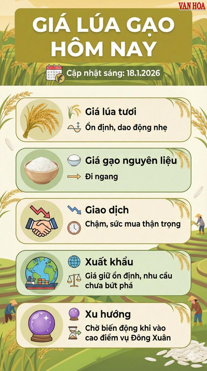 Hình ảnh minh họa về giá lúa gạo