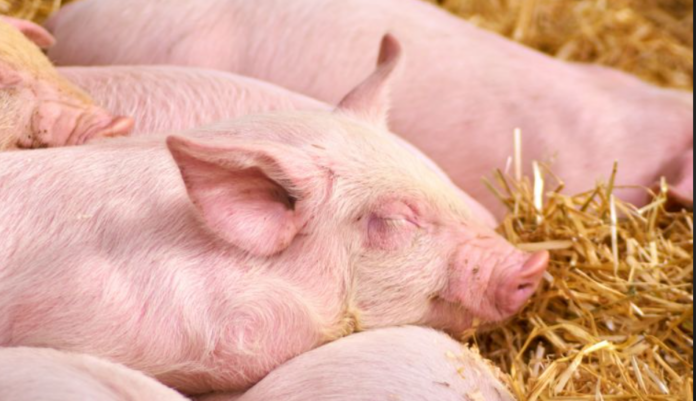 Giá Heo Hơi Hôm Nay (14/01/2026): Tiếp Tục Đà Tăng Nóng!