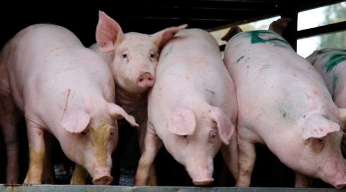 Giá Heo Hơi Hôm Nay 16/1/2026: Cập Nhật & Phân Tích Chi Tiết