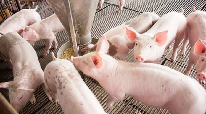 Giá Heo Hơi Hôm Nay 18/1/2026: Biến Động & Cập Nhật Mới Nhất