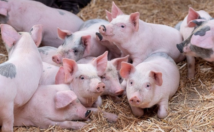 Giá Heo Hơi Hôm Nay 27/1/2026: Cập Nhật Nóng Hổi Thị Trường