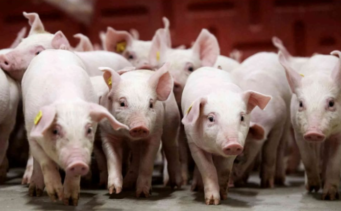 Giá Heo Hơi Hôm Nay 29/1/2026: Cập Nhật & Phân Tích Chi Tiết Thị Trường