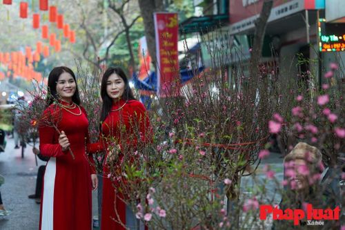 Chợ Hoa Xuân Bính Ngọ 2026: Tinh Hoa Tết Việt Giữa Lòng Hà Nội