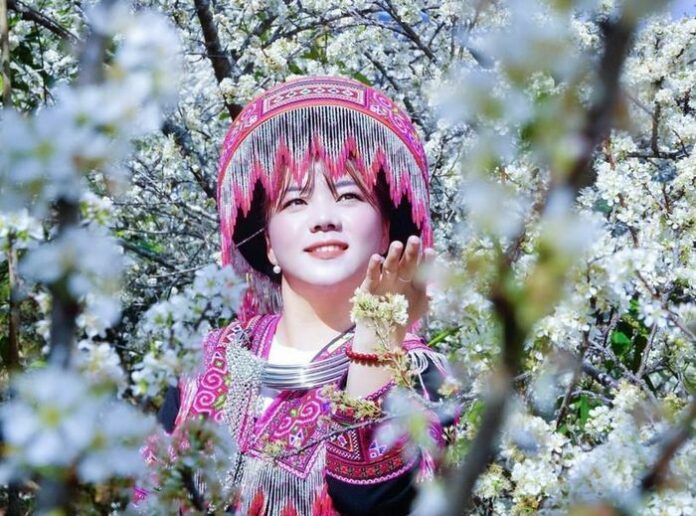 Ngẩn Ngơ Trước Vẻ Đẹp Hoa Mận Púng Luông Mùa Xuân