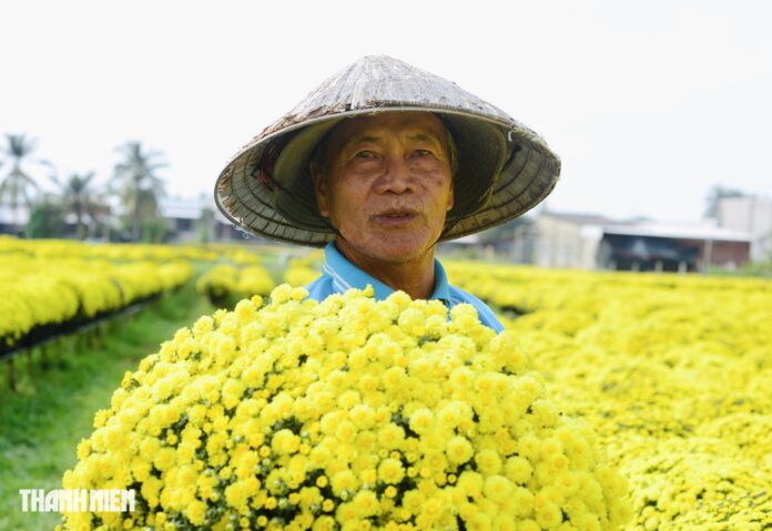 Xót Xa Chuyện Hoa Tết Nở Sớm Ở Chợ Lách, Bến Tre