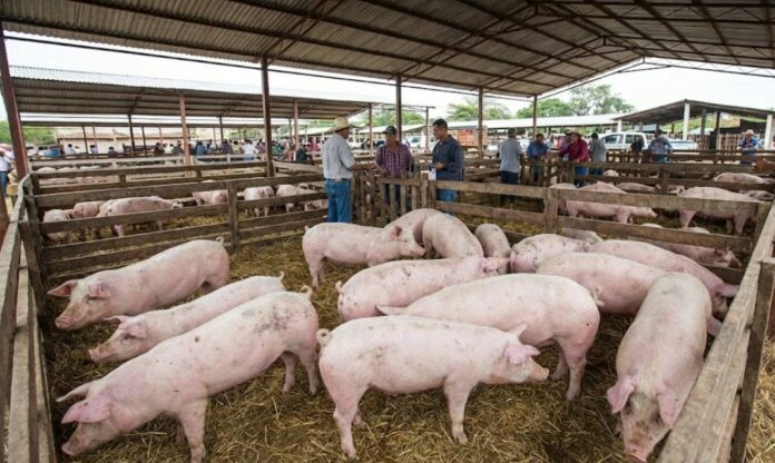 Giá Heo Hơi Hôm Nay 31/01/2026: Thị Trường Hạ Nhiệt Sau Tết?