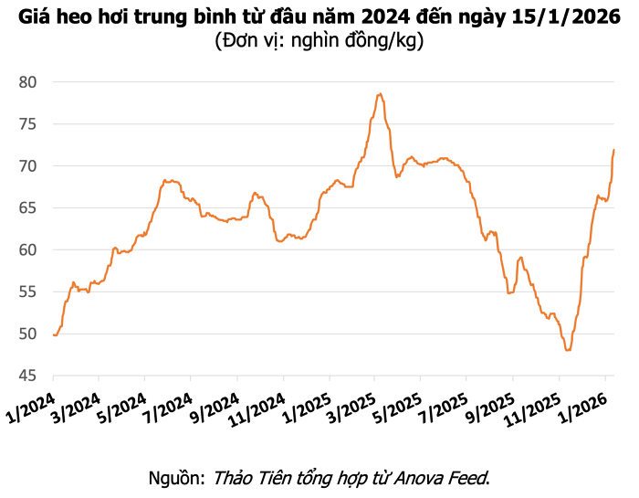 Giá heo hơi hôm nay
