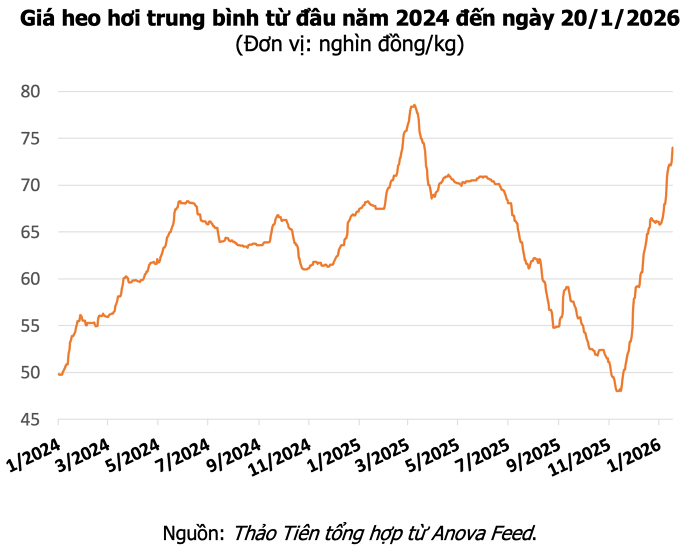 Giá heo hơi hôm nay