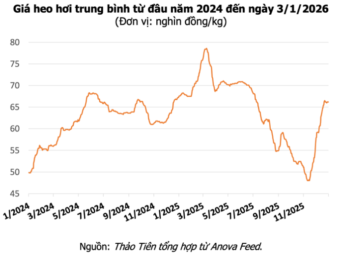 Giá Heo Hơi Hôm Nay (03/01/2026): Cập Nhật Thị Trường Ba Miền