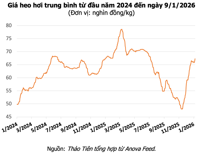 Giá heo hơi hôm nay
