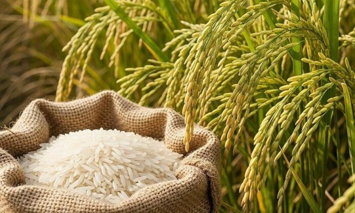 Giá Lúa Gạo Hôm Nay: Cập Nhật Mới Nhất & Phân Tích Chuyên Sâu