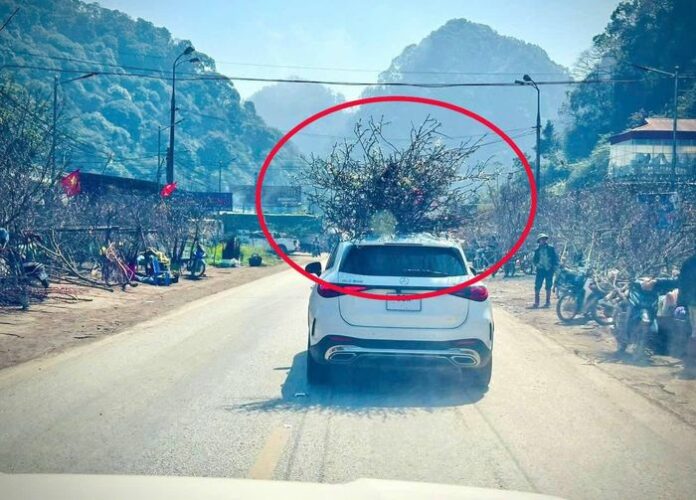 Chở Đào, Mai Trên Nóc Xe Ô Tô: 