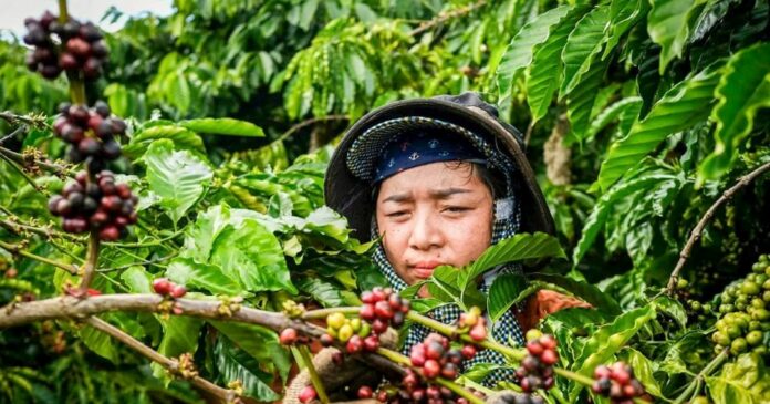 Giá Nông Sản Hôm Nay 6/2/2026: Cà Phê Giảm Sâu, Hồ Tiêu Ổn Định?