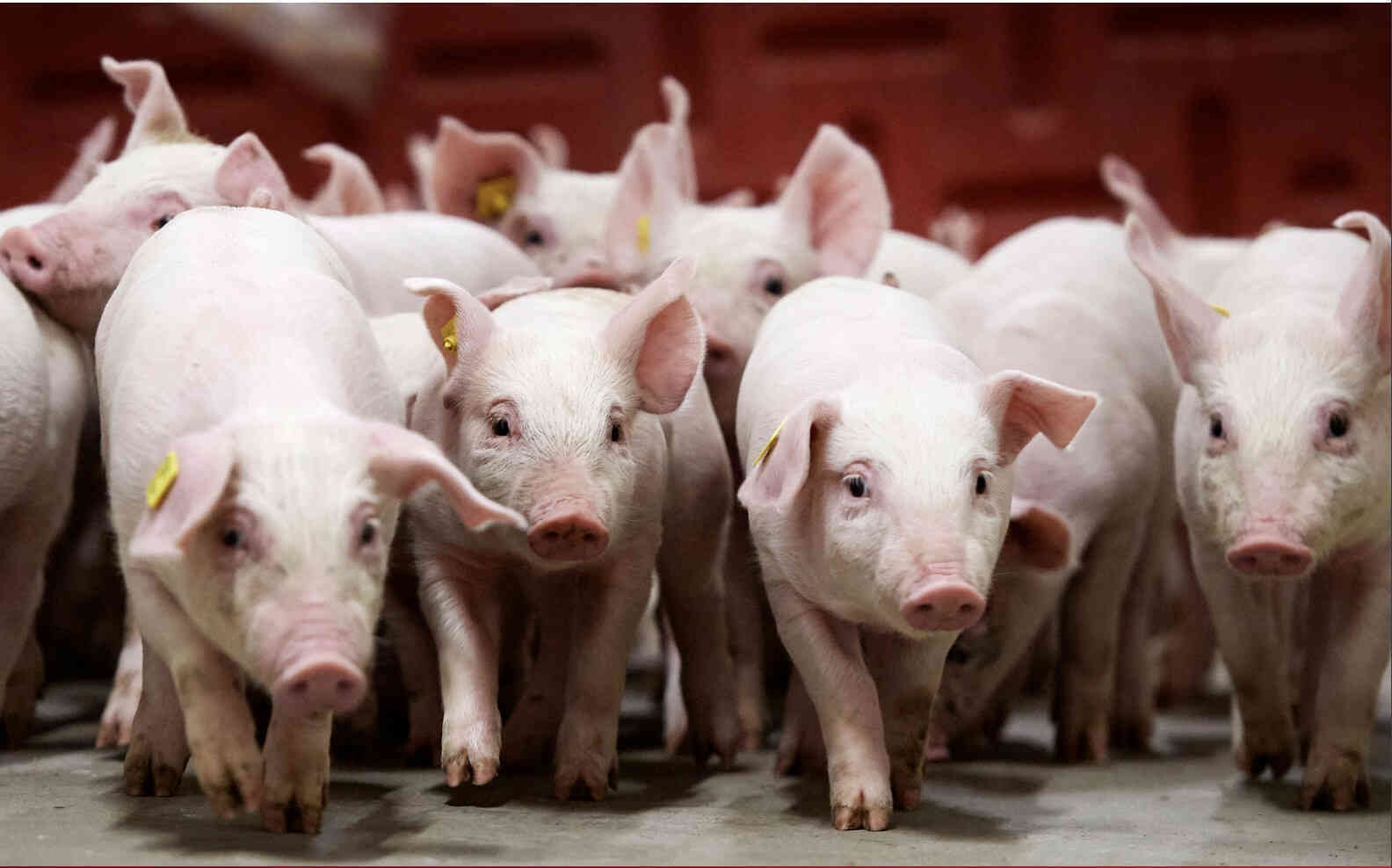 Giá heo hơi hôm nay ổn định trước thềm Tết Nguyên Đán