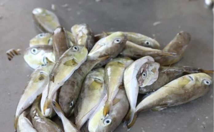 Nguy cơ tiềm ẩn từ cá nóc: Độc tố chết người và bài học cảnh tỉnh