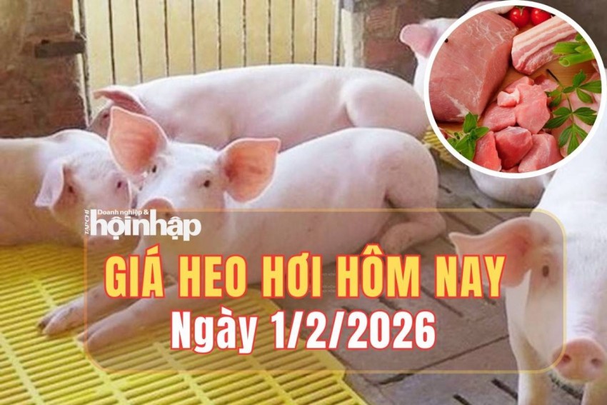 Giá Heo Hơi Hôm Nay 01/02/2026: Cập Nhật & Phân Tích Chi Tiết