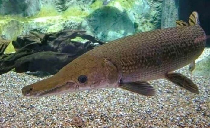 Trứng Cá Sấu Hỏa Tiễn: Nguy Cơ Ngộ Độc Khó Lường