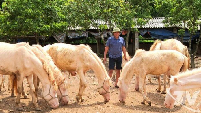 Chăn Nuôi Ngựa Bạch: Cơ Hội Vàng Cho Nông Nghiệp Việt