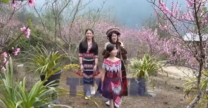 Sin Suối Hồ Mùa Tết: Khám Phá Bản Mông Rực Rỡ Sắc Xuân