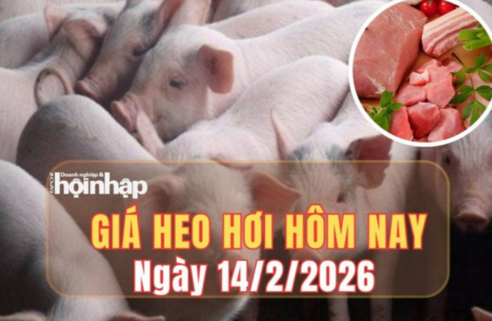 Giá heo hơi hôm nay 14/2/2026: Duy trì ổn định 70.000 – 73.000 đồng/kg, Đồng Nai đẩy mạnh công nghệ cao